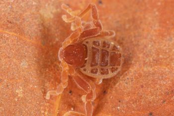 Media type: image;   Invertebrate Zoology 30915